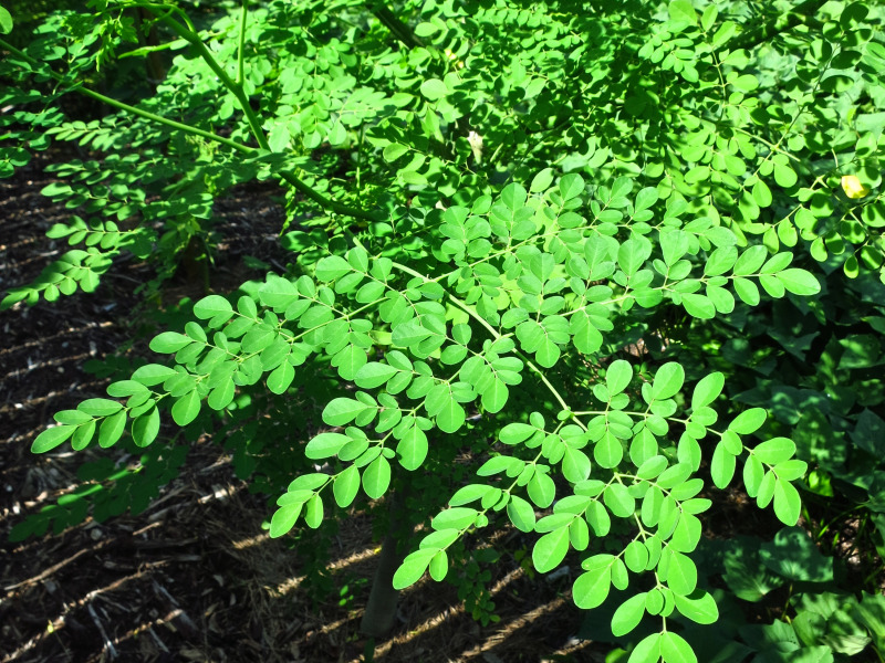 Scientific Name Of Malunggay Leaves